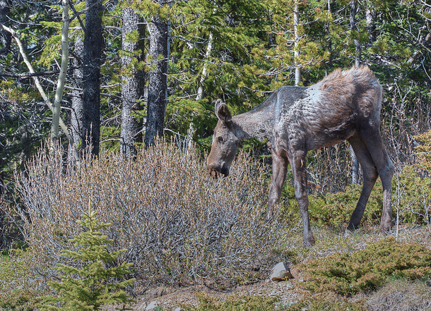 This “ghost moose” has rubbed off a substantial portion of its coat due to tick infestation.