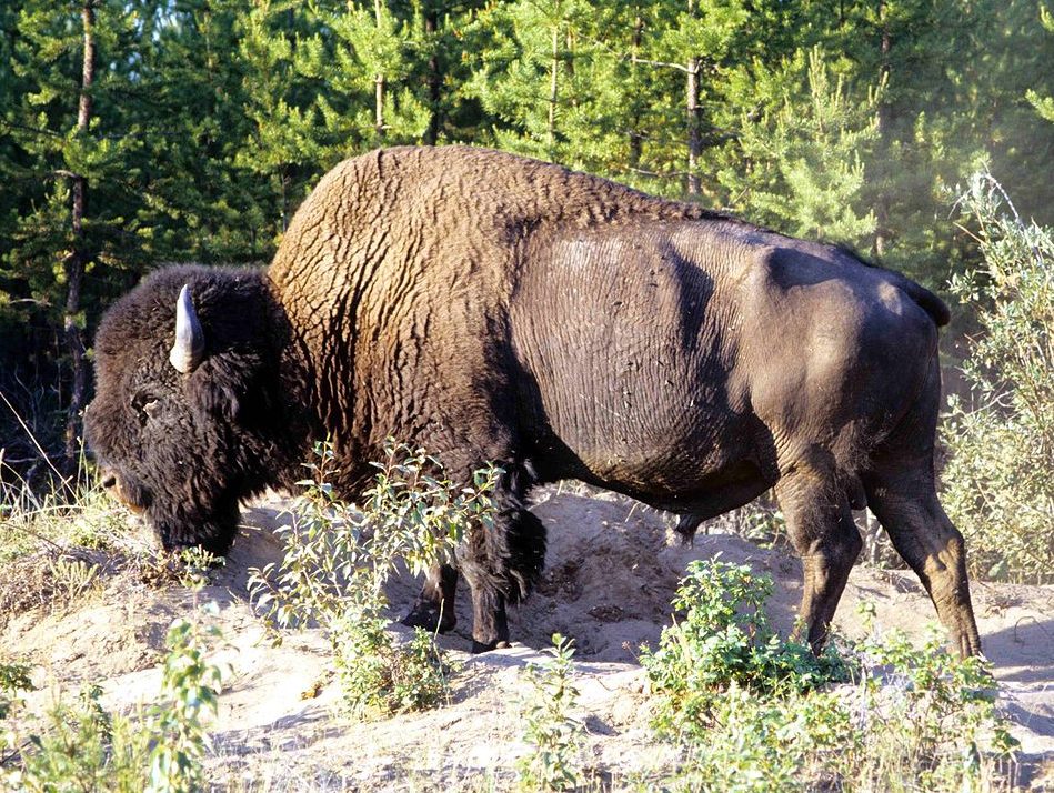 Wood bison (Ansgar Walk, CC BY-SA 2.5). Kitaskino-Nuwëné provides a safe harbour for the Ronald Lake wood bison herd - one of the last wild herds free of disease.