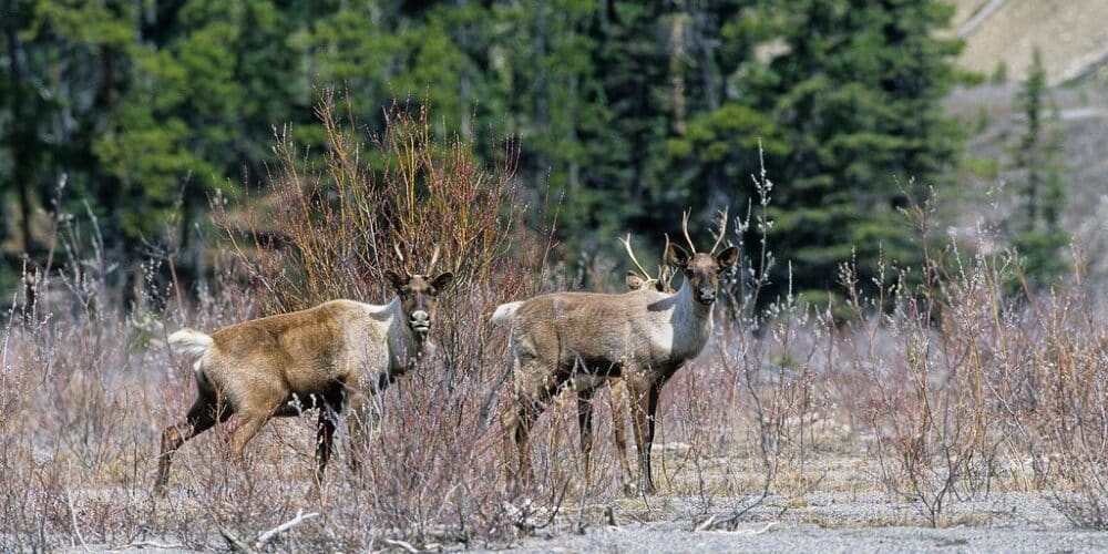 Featured image for “<strong>Canada confirms plans to repopulate at-risk caribou herds with a breeding program in Jasper National Park</strong> ”