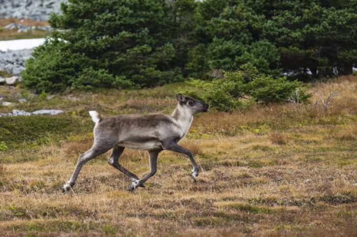 Reindeer, caribou in rutting season, young animal