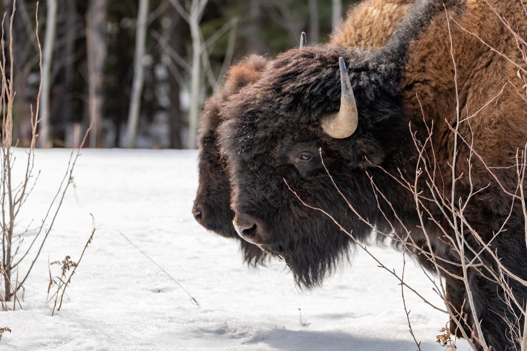 Wild wood Bison seen in Canada