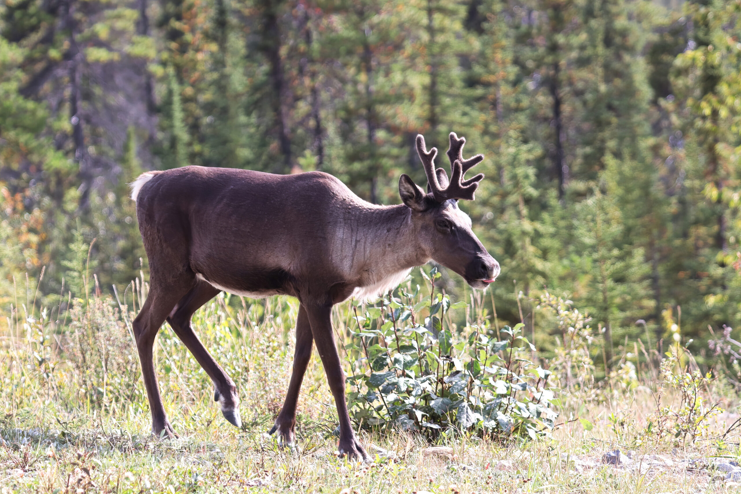 Featured image for “Caribou conservation agreements failing caribou”