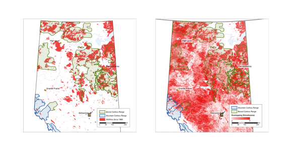 (Left: caribou ranges in alberta with wildfire disturbance since 1960; Right: caribou ranges with seismic lines, oil and gas, forestry and wildfire disturbance)