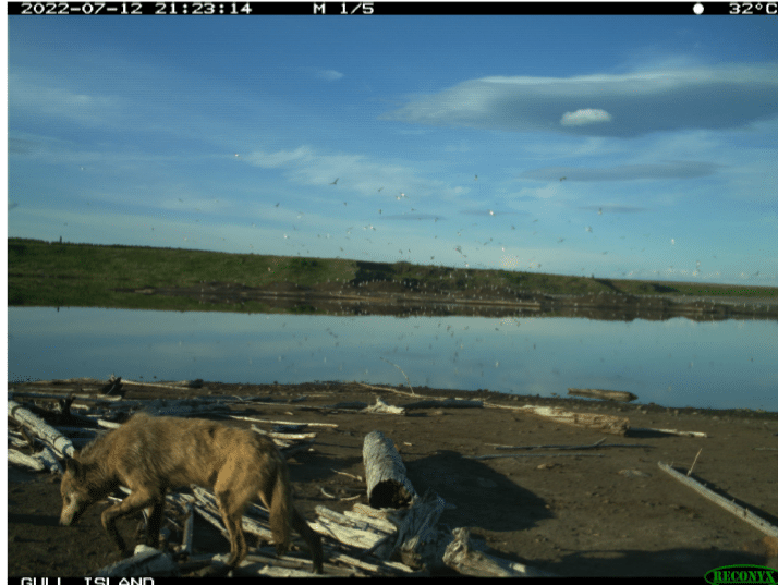 Figure 6: Wildlife camera photo from CNRL. Appears the image was taken along the tailings pond shoreline, showing the ETI in the background with nesting birds.