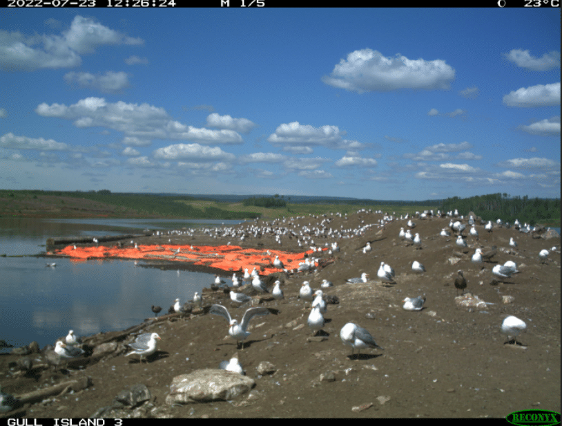 Figure 5. Wildlife camera image of the gulls resting on the ETI.