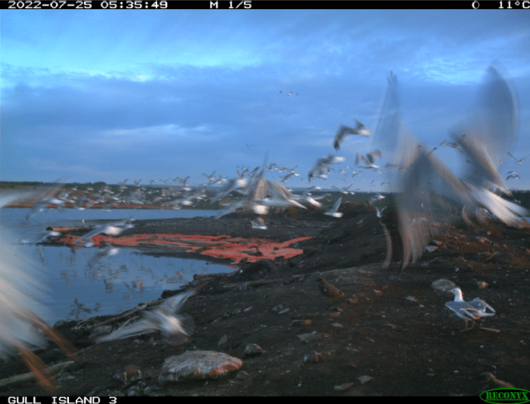 Figure 4. Gulls appear to be flushed from the ETI.