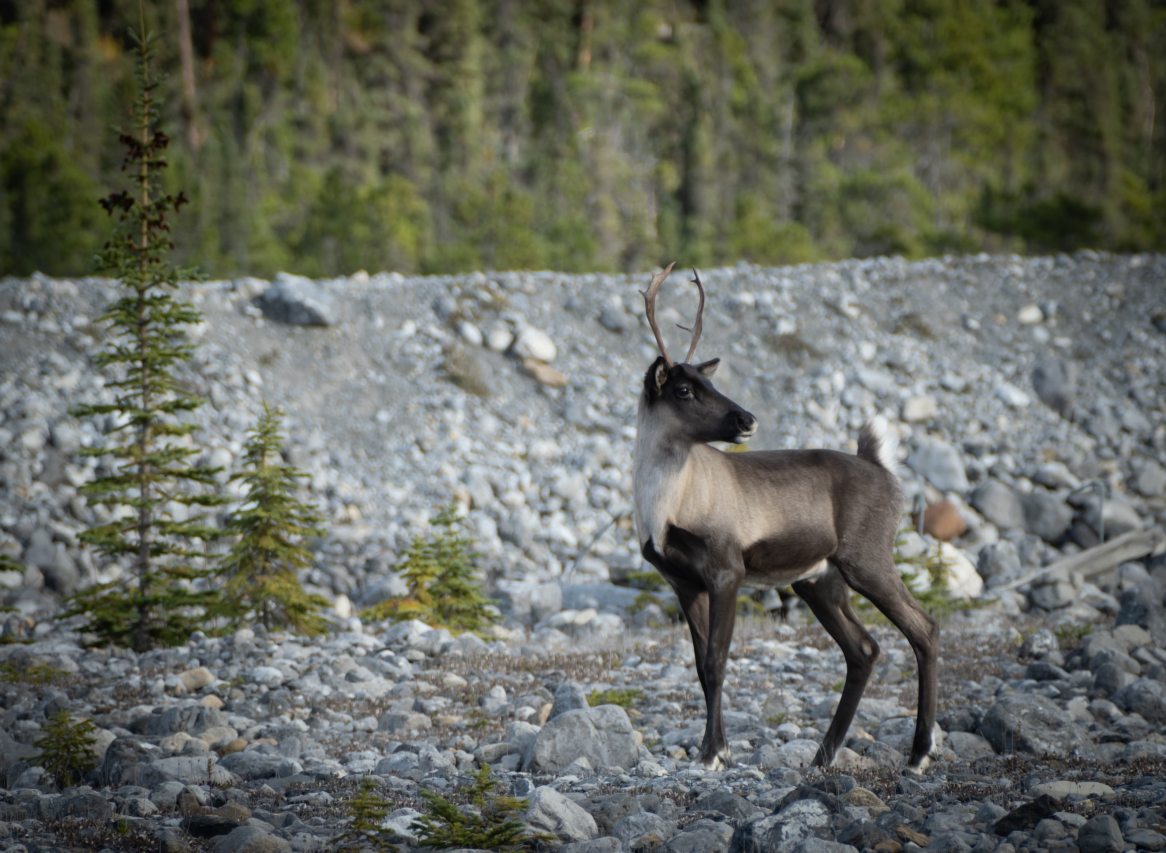 Featured image for “Upper Smoky Sub-Regional Plan Sacrifices the Last Mountain Caribou”