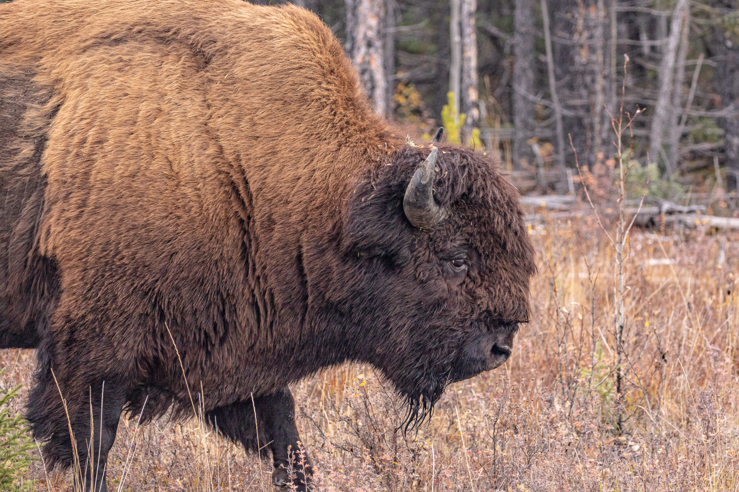 Featured image for “Act Now for Alberta’s Wabasca Wood Bison Herd”