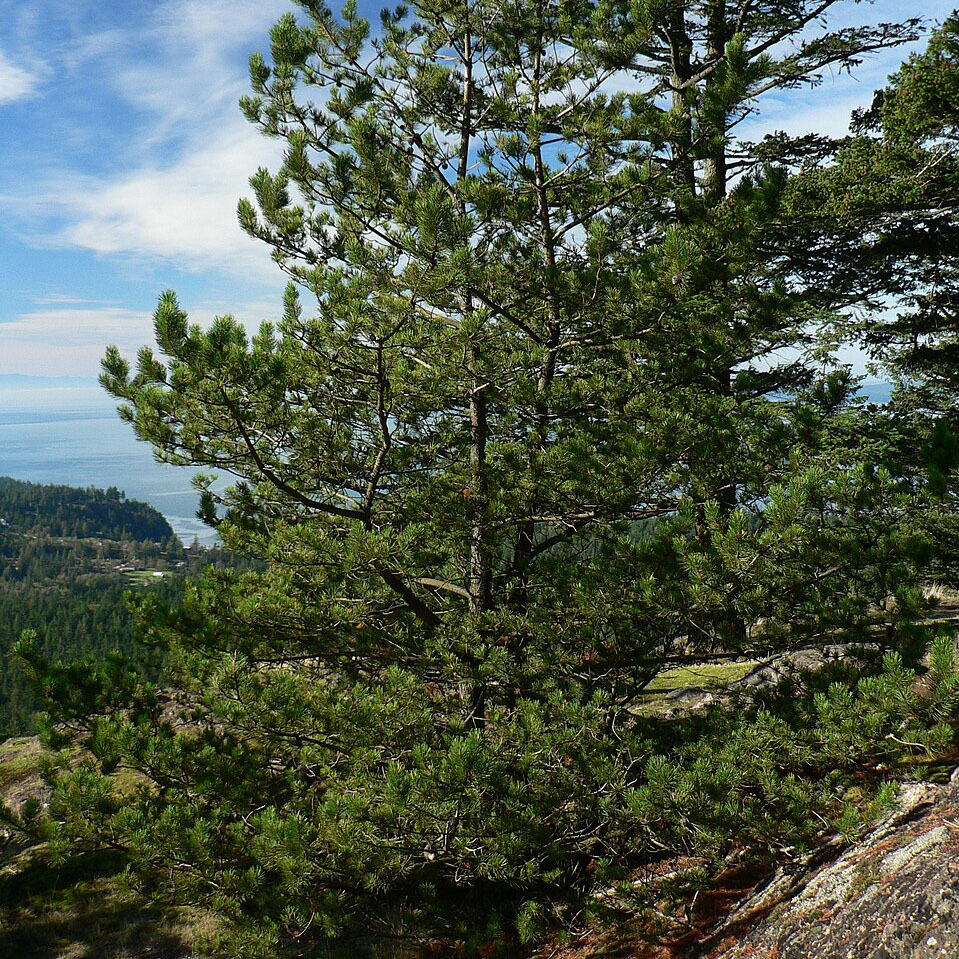 Featured image for “Alberta’s Ecological Reserves Are at Risk of Losing Protections”